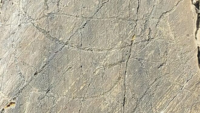 Foz Côa & Douro Private Tour: Rock Carvings and Superb Views - Tour Experience