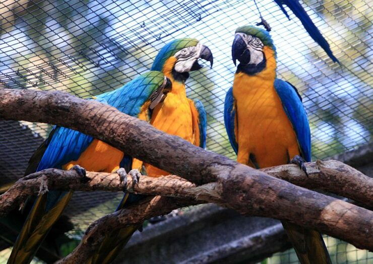 Foz Do Iguaçu: Bird Park Experience - Experience Highlights