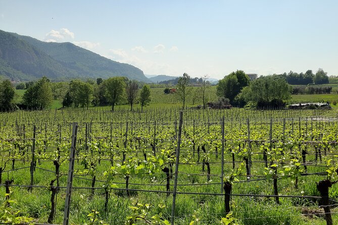 Franciacorta Exclusive Wine Experience From Milan With Pickup - Participant Requirements
