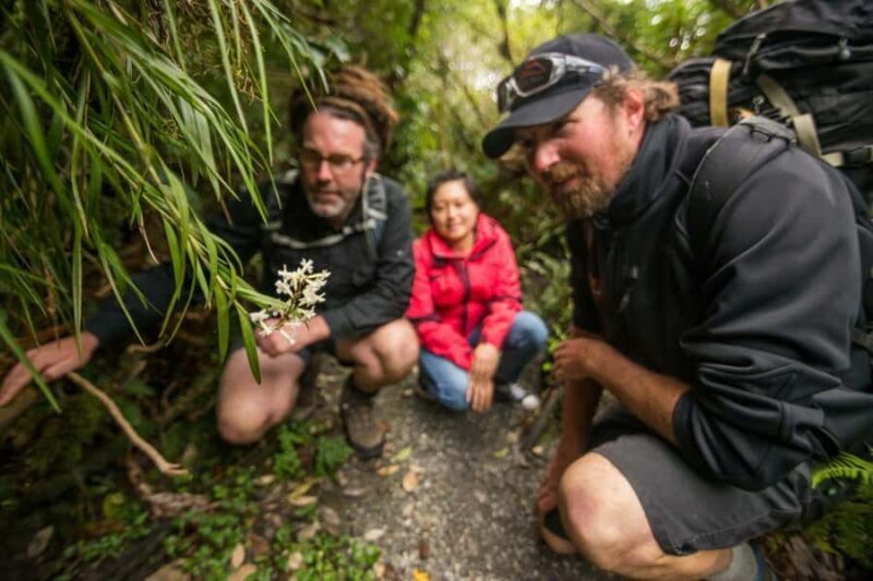 Franz Josef: Franz Josef Glacier Lookout Guided Walk - In The Sum Up