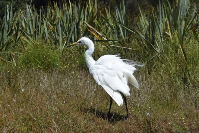 Franz Josef Glacier: 2.5-Hour Lake Mapourika Cruise and Walk - Common Questions