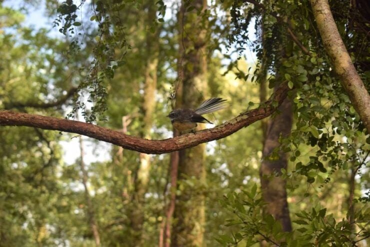 Franz Josef: Kayak & Walking Tour to Okarito Kiwi Sanctuary - Highlights of the Okarito Kiwi Sanctuary