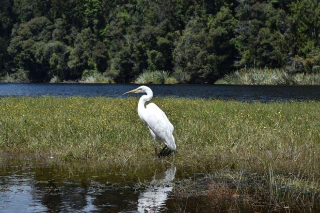 Franz Josef: Kayak & Walking Tour to Okarito Kiwi Sanctuary - Location and Contact Information