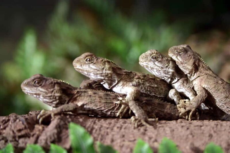 Franz Josef: Kiwi VIP Backstage Pass Tour -Booking Essential - Good To Know