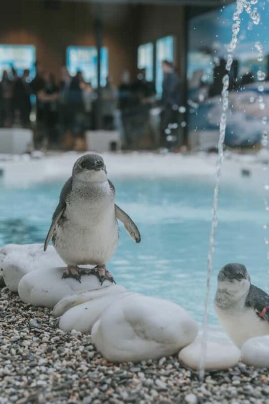 Franz Josef: West Coast Wildlife Centre Entry Ticket -48 hrs - Exploring the Wild Heart of Franz Josef