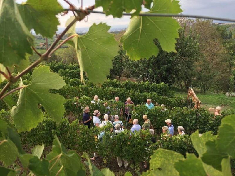 Frascati: 2-Hours Wine and Oil Tasting With Vineyards Tour - Good To Know