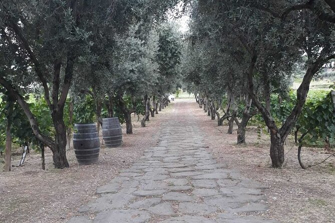 Frascati: Private and Traditional Wine Tour - Cancellation Policy