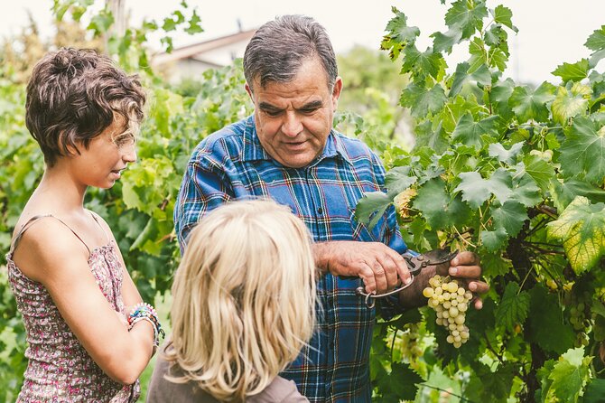 Frascati Private Day Trip - Lunch, Wine & Cheese Tasting in an Ancient Vineyard - Reviews