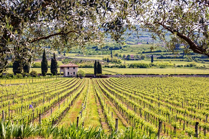 Frascati Private Day Trip - Lunch, Wine & Cheese Tasting in an Ancient Vineyard - Common Questions
