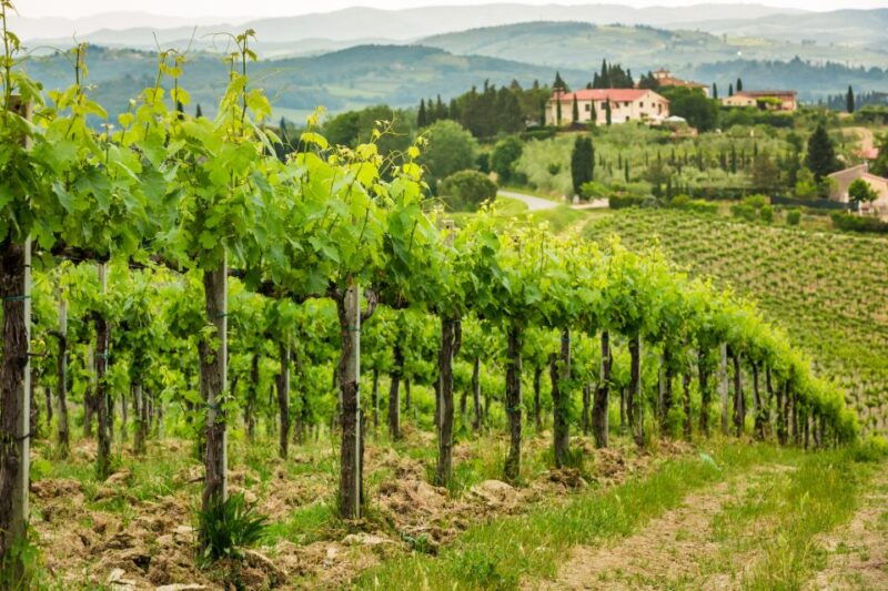 Frascati Private Tour w/ Lunch & Wine Tasting in a Vineyard - A Scenic Escape from Rome to Frascati