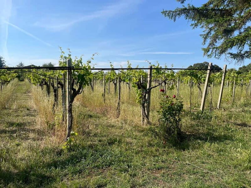 Frascati: Vineyard Wine Tasting Tour with Snacks - The Tour’s Accessibility and Sustainability