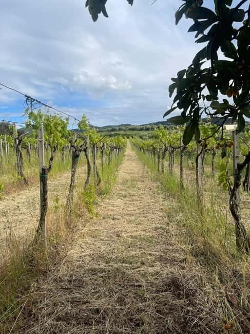 Frascati: Vineyard Wine Tasting Tour with Snacks - Frequently Asked Questions