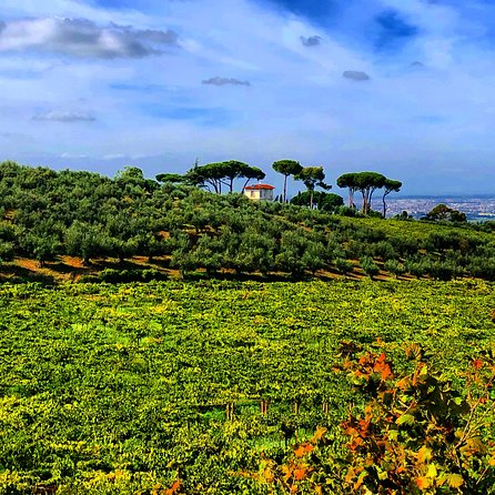 Frascati Wine Tasting Tour: The Flavors of the Roman Countryside - Tips for Making the Most of Your Wine Tasting Tour