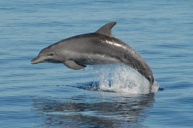 Fraser Island & Dolphin Sailing Adventure - Tour Details