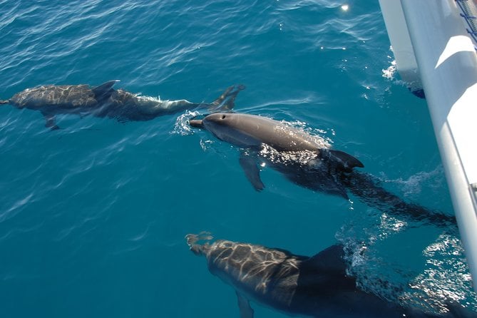 Fraser Island & Dolphin Sailing Adventure - Tour Experience