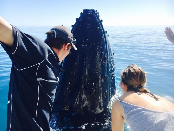 Fraser Island (K'gari): Remote Island and Whale Experience - Experience Highlights