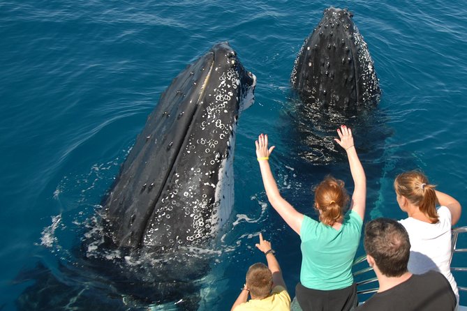 Fraser Island Whale Watch Encounter - Pickup and Safety Details