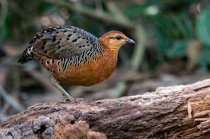 Frasers Hill 3 Days Birdwatching - FAQ