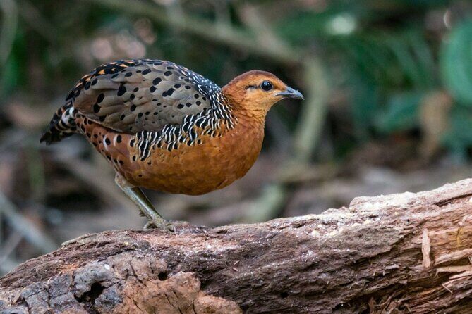 Frasers Hill 3 Days Birdwatching - Good To Know