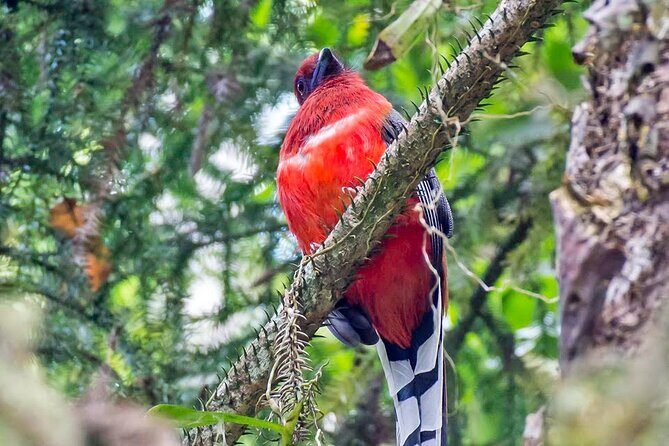 Frasers Hill 3 Days Birdwatching - Discovering Frasers Hill: A Highland Birding Paradise
