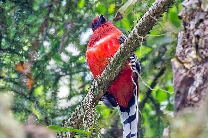 Frasers Hill 3 Days Birdwatching - FAQ