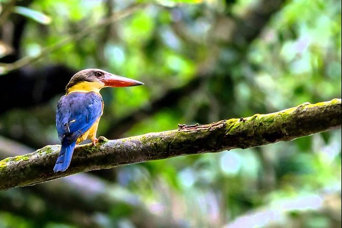Frasers Hill Bird-Watching & Nature Sightseeing Tour From Kuala Lumpur - Sightseeing Highlights