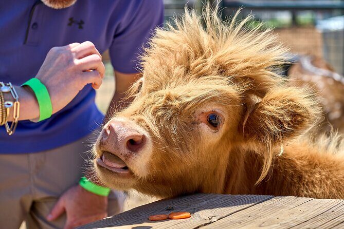 Fredericksburg Cow Cuddling - Who Should Book This Tour?