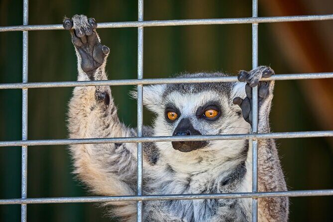 Fredericksburg Safari Tour With Wine Tasting - The Experience in Detail