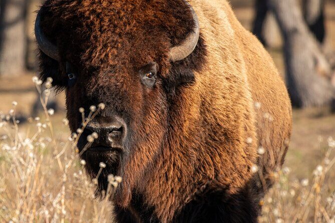 Fredericksburg Safari Tour With Wine Tasting - The Sum Up