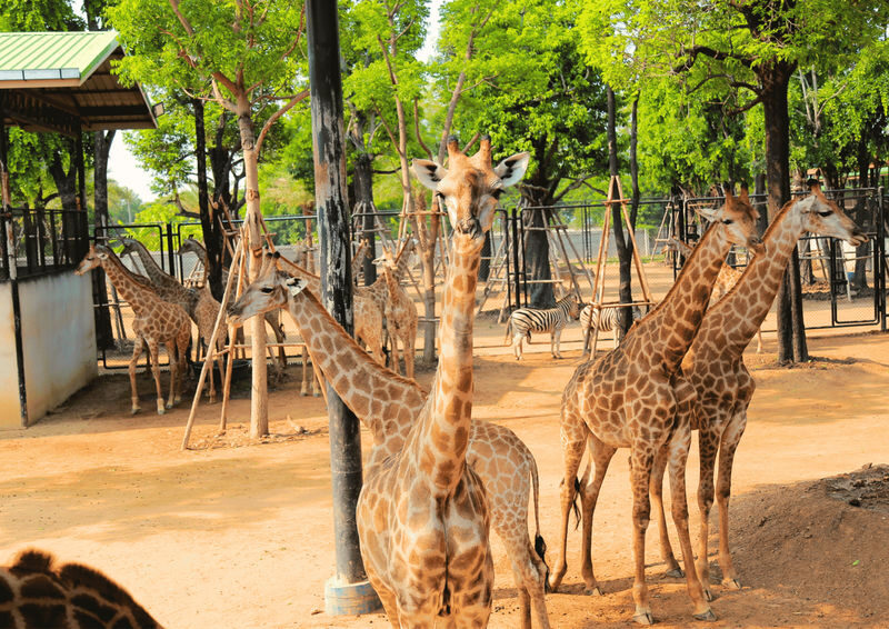 (Free eSIM) New Zoo in Ayuthaya & Must-See Temples & Thai Costume - Wat Tako Luang Pho Ruay: a short pause for local worship