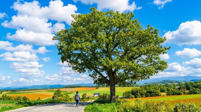 Free Shikisai-no-Oka Flower Viewing Ticket + Flower Field Tractor Tour: Hokkaido Biei Furano Flower Fields, Patchwork Road (drive-by), Seven Star Tree, Shirogane Blue Pond, Shirasu Falls, Shikisai-no-Oka, Farm Tomita (departing from Sapporo) - Shirahige Falls and the blue river