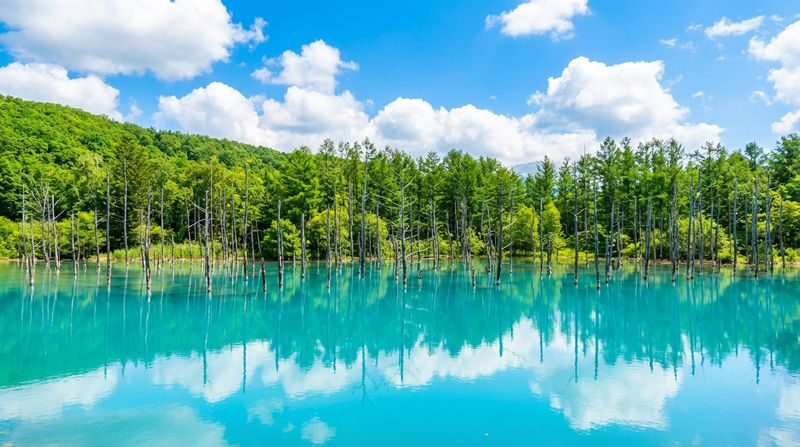 Free Shikisai-no-Oka Flower Viewing Ticket + Flower Field Tractor Tour: Hokkaido Biei Furano Flower Fields, Patchwork Road (drive-by), Seven Star Tree, Shirogane Blue Pond, Shirasu Falls, Shikisai-no-Oka, Farm Tomita (departing from Sapporo) - Lunch at the herb garden