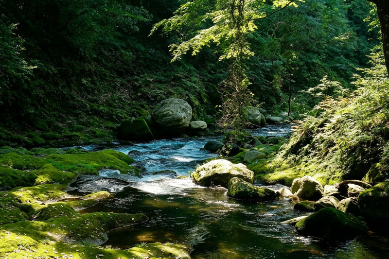 (Free specialty burger) Kyushu Fukuoka Takachiho Gorge and Small Train Day Tour, optional boat ride experience - Who this tour suits best