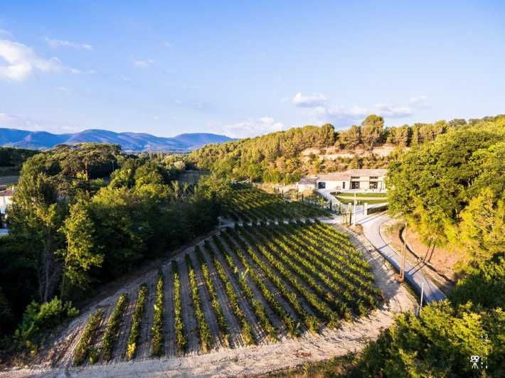 Free Tour of the Olive Oil Mill and Olive Oil Tasting - Key Points