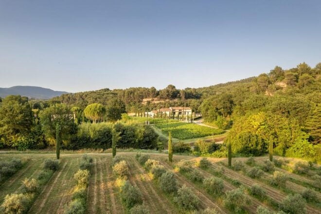 Free Tour of the Olive Oil Mill and Olive Oil Tasting - Booking Details