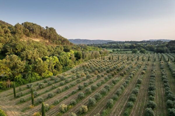 Free Tour of the Olive Oil Mill and Olive Oil Tasting - Strolling Through the Olive Grove