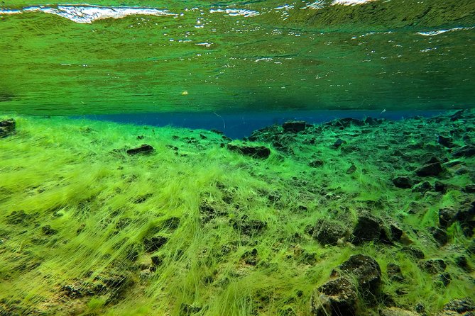 Freedive Silfra Day Tour - Overview of the Activity