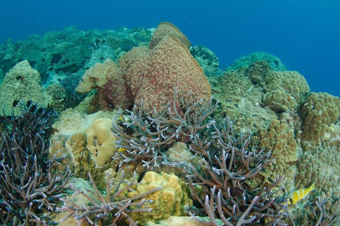 Freedive Trip Koh Kood or Koh Rang National Park ( Start at Ko Kut) - The Sum Up