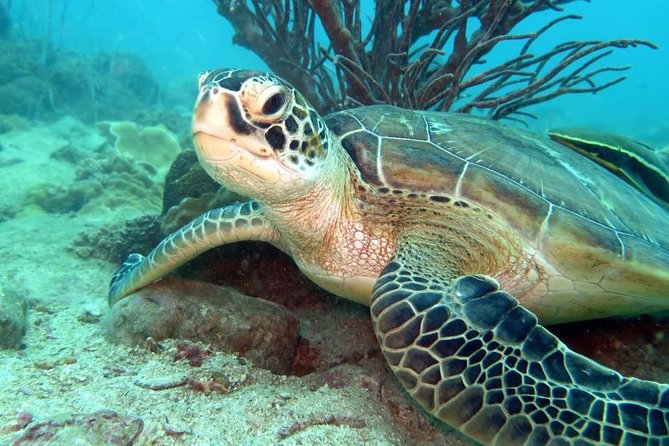 Freediver Advanced (Start at Koh Chang) - Koh Chang: The Perfect Starting Point