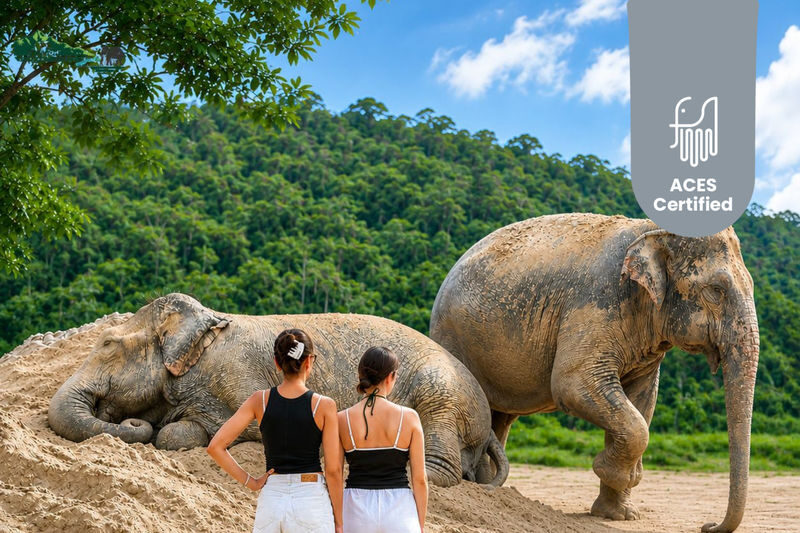 Freedom Elephant Reserve Phuket - A small herd in a mountain valley
