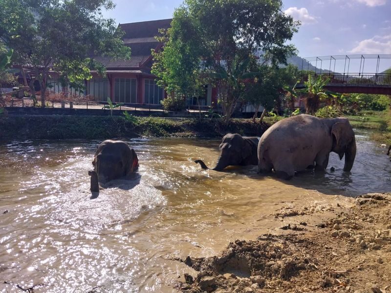Freedom Elephant Reserve Phuket - Feeding bananas, then watching the herd