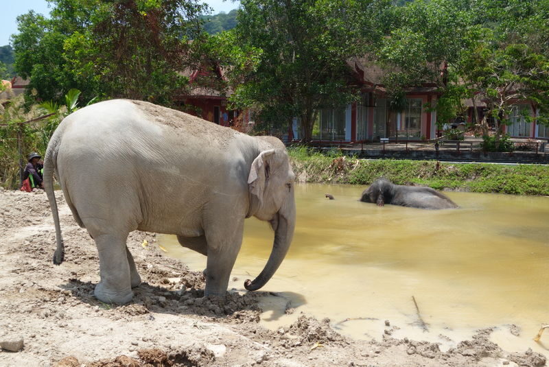 Freedom Elephant Reserve Phuket - The river, old walls, and photo opportunities