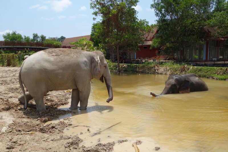 Freedom Elephant Reserve Phuket - Thirty minutes, with flexible arrival times