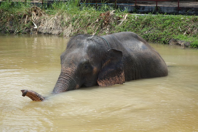Freedom Elephant Reserve Phuket - Who will get the most from this visit