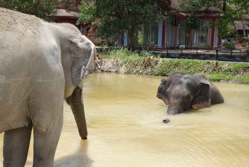 Freedom Elephant Reserve Phuket - Price, booking, and a practical check