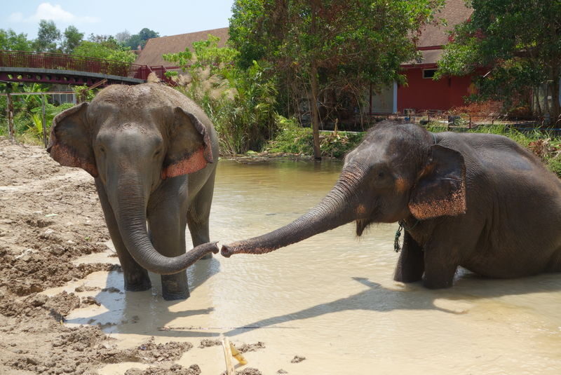 Freedom Elephant Reserve Phuket - Should you book Freedom Elephant Reserve?