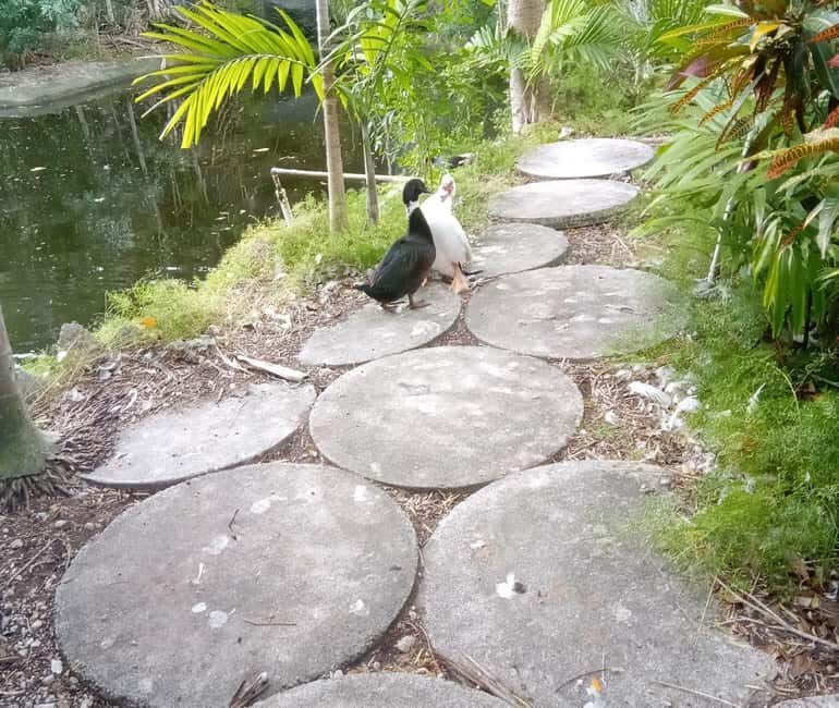 Freeport: Grand Bahama Culture, History & Local Flavors Tour - Exploring the Heart of Grand Bahama