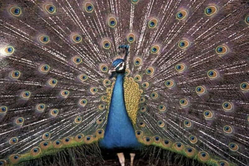 Freeport Shore Excursion: Garden of the Groves and City Tour - Who Would Love This Tour?  