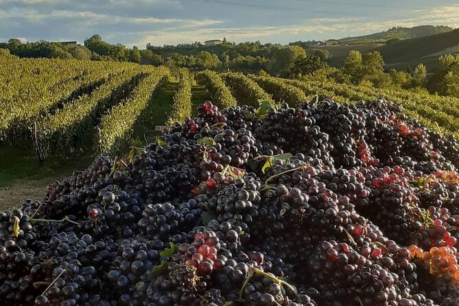 Freisa Wine and Fassona Meat Gastronomic Path in Asti Region - Asti: Gastronomic Destination in Italy