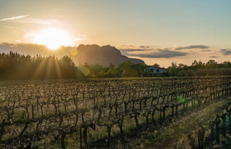 Fréjus: Cave tour and wine tasting - Fréjus: Cave Tour and Wine Tasting — A Deep Dive into Provençal Winemaking